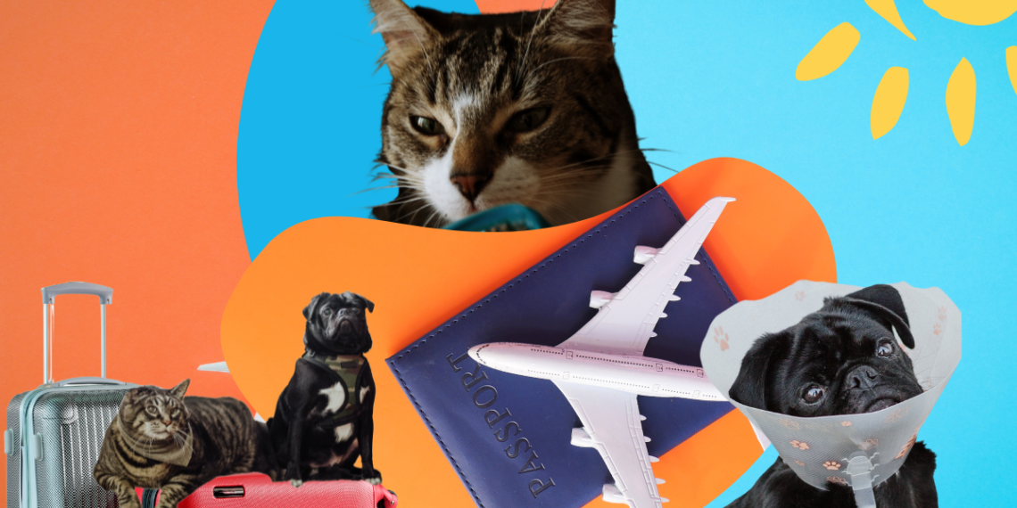 black-owned pet brands to try