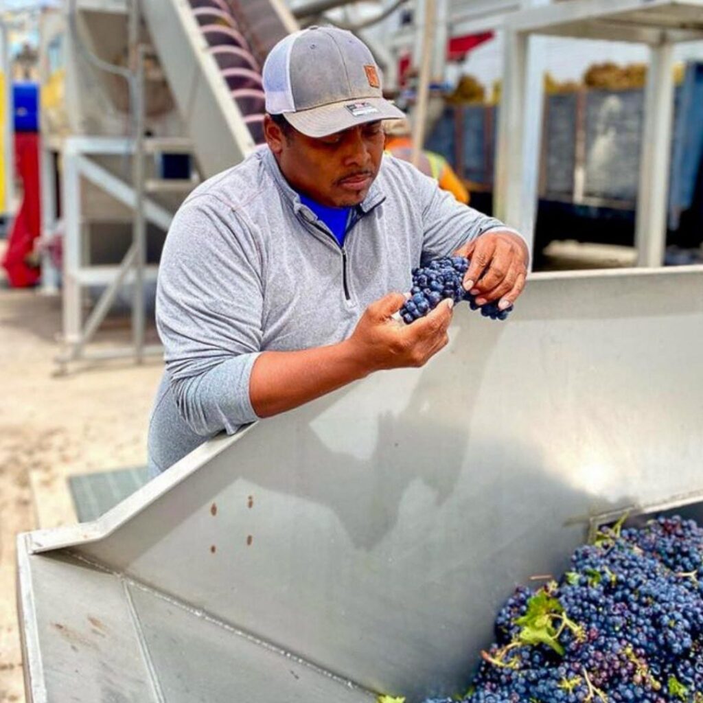 hispanic winemakers in the cellar