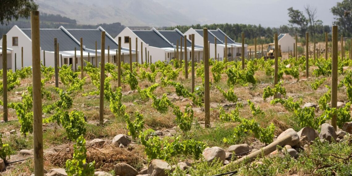 South African Wine at Solms-Delta