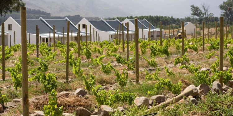 South African Wine at Solms-Delta