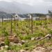 South African Wine at Solms-Delta