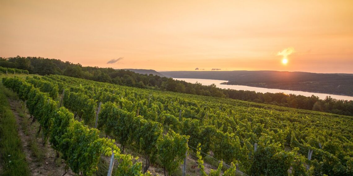 Finger Lakes Wine Region Doctor Frank