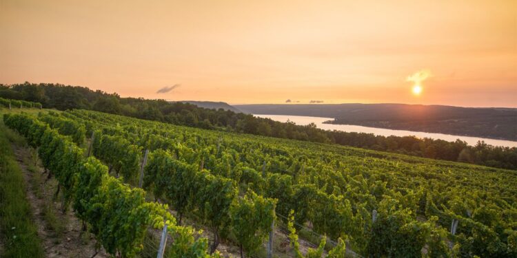 Finger Lakes Wine Region Doctor Frank