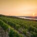 Finger Lakes Wine Region Doctor Frank