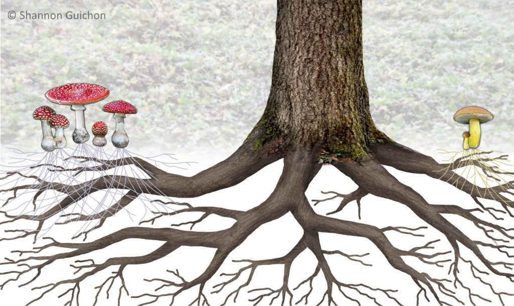 Mycelium Network for social sustainability