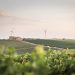 Social sustainability via Caruso winery