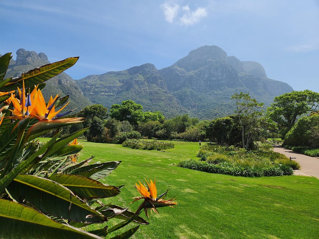 A vibrant view of Kirstenbosch Botanical Garden with lush green lawns, blooming bird of paradise flowers, and Table Mountain rising in the background.