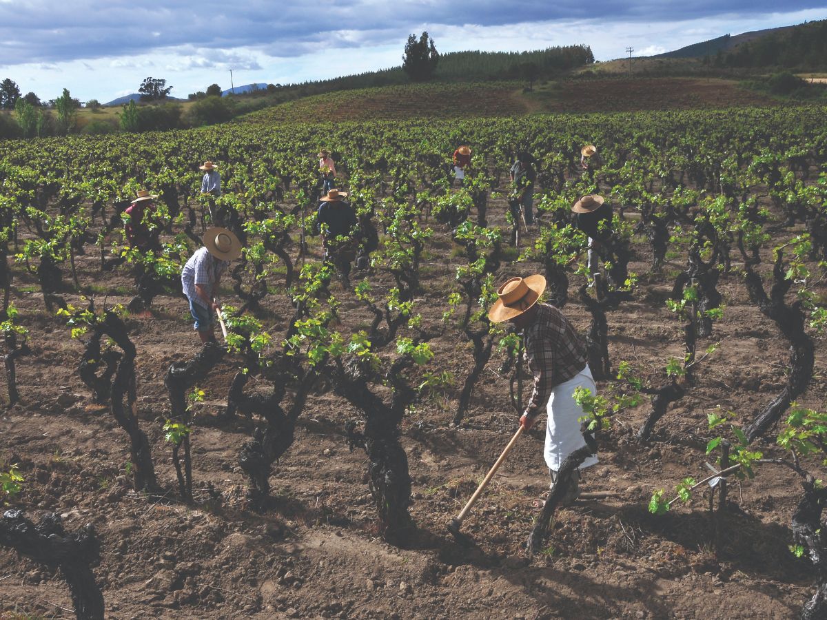 Sustainability in the vineyard