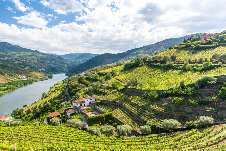 Douro Valley terraced vineyards and quintas overlooking river during Portugal wine festival season.