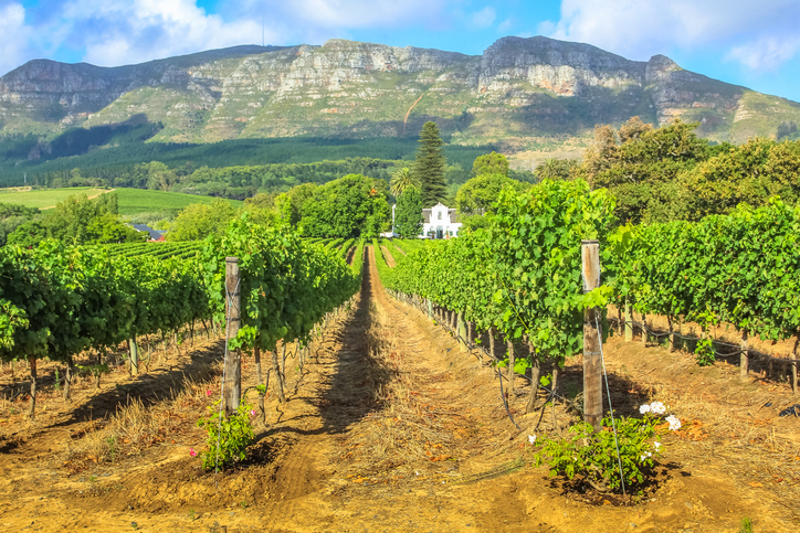 Stellenbosch vineyard rows with mountain backdrop showcasing luxury wine experiences in South Africa's premier wine region.