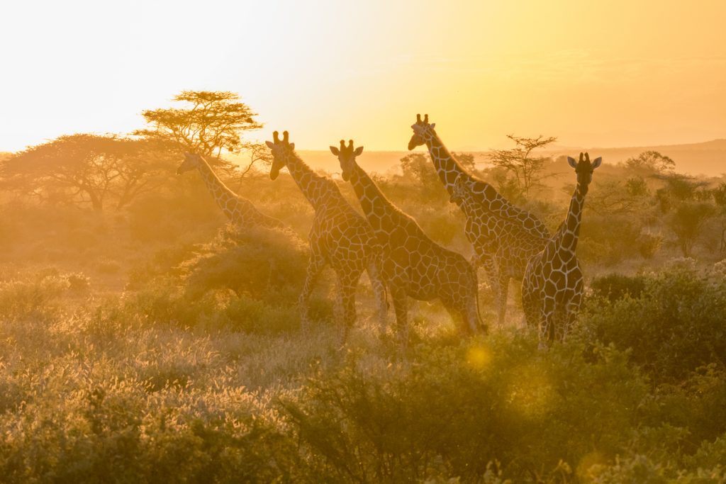 Reticulated giraffes at sunset in Samburu National Park, Kenya, Africa.