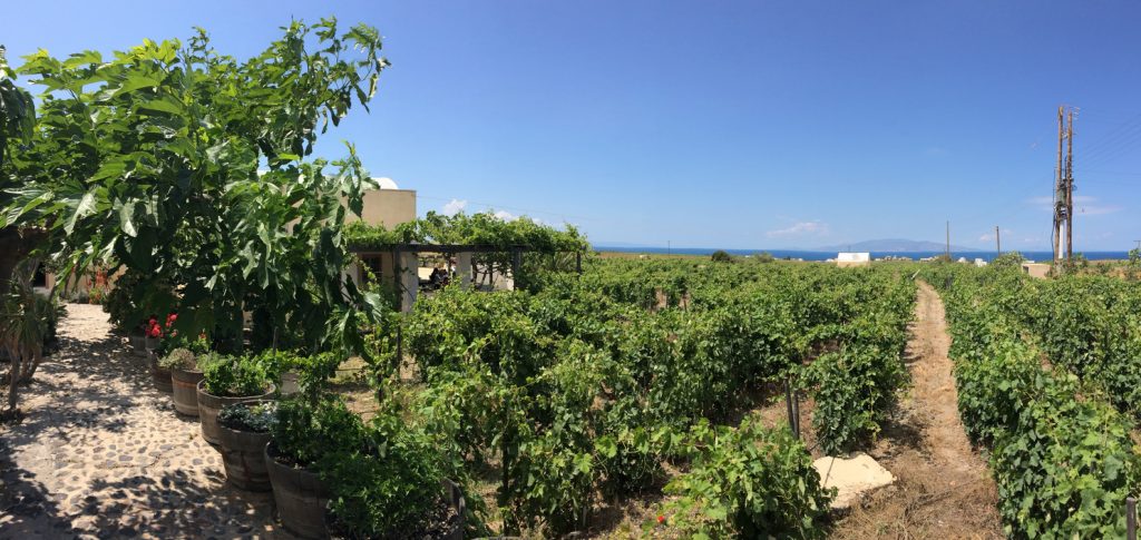 Santorini vineyard with sea views and whitewashed buildings under a bright blue sky | wine guide 2025
