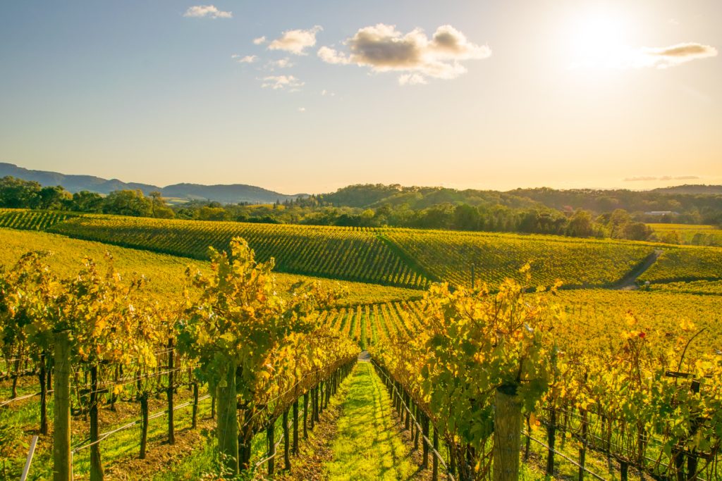 Golden sunset over vineyard rows in Napa Valley, symbolizing the growth and heritage of Black-owned wineries and their contributions to global wine culture.