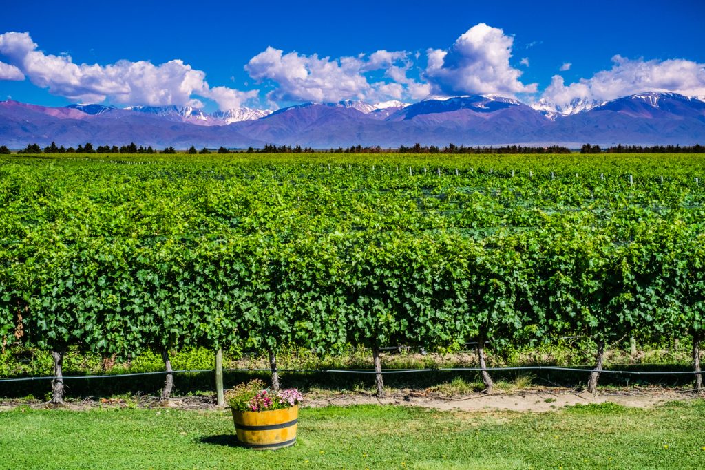 Mendoza vineyards with Andes Mountains in the background under a clear blue sky | wine guide 2025