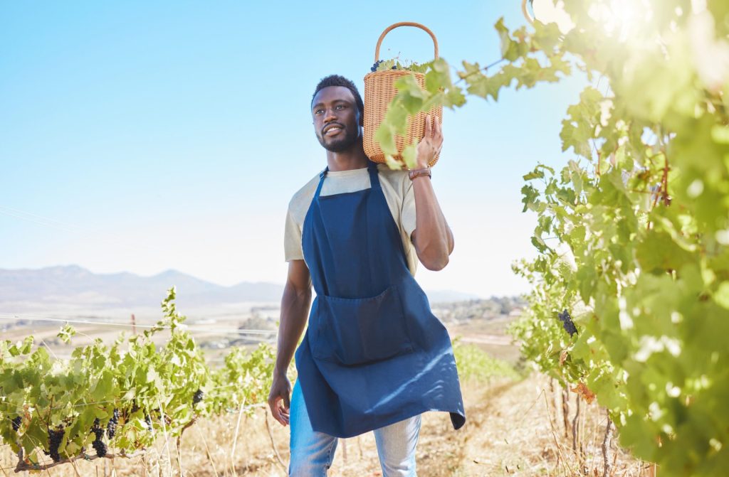 A man wearing a blue apron walks through a vineyard carrying a wicker basket of freshly picked grapes under the bright sun, representing the dedication behind Black-owned wineries.